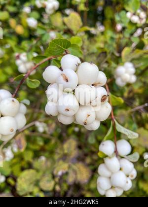 La fraise à neige commune (Symphoricarpos albus) est une espèce de plante à fleurs de la famille des chèvrefeuille.Il est originaire de l'Amérique du Nord, où il se produit acro Banque D'Images