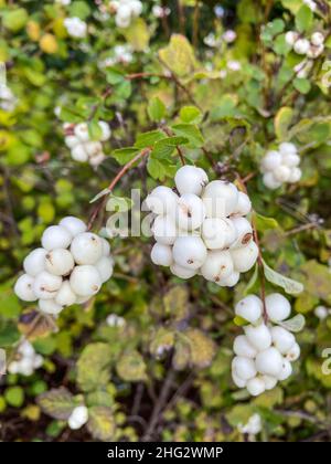 La fraise à neige commune (Symphoricarpos albus) est une espèce de plante à fleurs de la famille des chèvrefeuille.Il est originaire de l'Amérique du Nord, où il se produit acro Banque D'Images