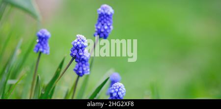 Bannière printanière de beaux jacinthes de raisin.Fleurs de Muscari dans le jardin de printemps.Panorama paysage, espace de copie Banque D'Images