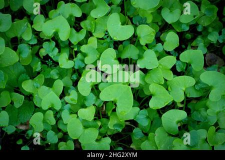 Spinach cubaine / Clover dans la forêt Banque D'Images