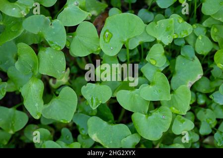 Spinach cubaine / Clover dans la forêt Banque D'Images