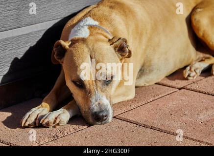 Pitbull Terrier Mix chien en regardant la caméra Banque D'Images