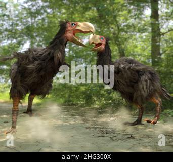 Illustration de deux hommes de Gasornis qui se battent sur un territoire niché.Gasornis est un genre éteint de grands oiseaux préhistoriques sans vol. Banque D'Images