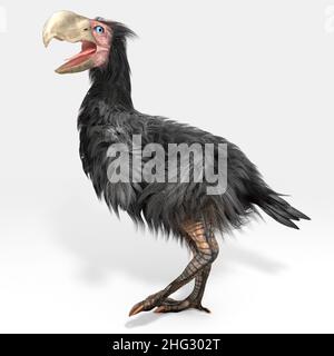 Illustration de Gasornis, un genre éteint de grands oiseaux sans vol qui vivaient durant les époques paléocène tardif et éocène de l'ère cénozoïque. Banque D'Images