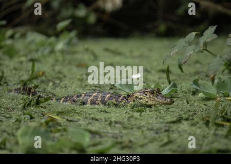 L'alligator américain (A. mississippiensis), jeune bébé, a campé dans des duckaded sur la rivière Silver au parc national de Silver Springs, au centre-nord de la Floride Banque D'Images