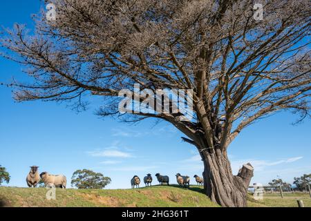 La mouflon de Suffolk paître sous de grands arbres en Australie Banque D'Images