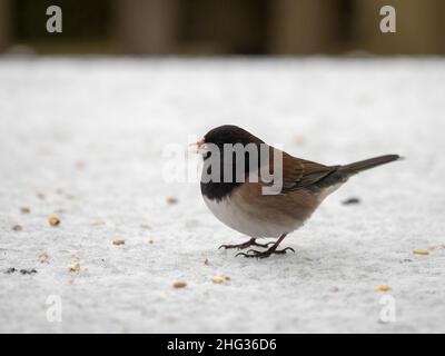 junco (Junco hyemalis) mâle adulte à yeux foncés mangeant des graines en se tenant debout sur la neige.Il s'agit de la forme « Oregon » de l'ouest de l'Amérique du Nord Banque D'Images