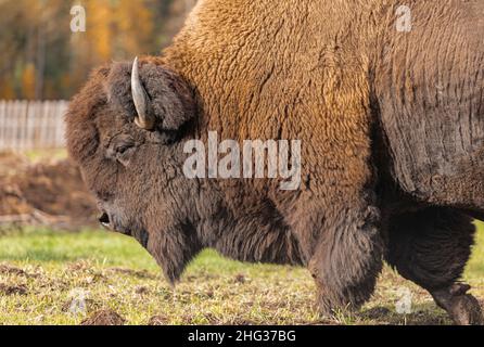 Grand mâle de bison dans la forêt.Buffalo traversant la forêt.Photo de voyage, pas de personne, mise au point sélective. Banque D'Images