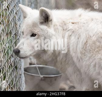 Loups arctiques -Canis lupus arctos- en captivité.Gros plan d'un loup blanc de l'arctique.Photo de voyage, mise au point sélective, pas de personnes Banque D'Images