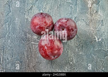 Prunes fraîches sur un fond bleu. Fond de belles prunes de maison Banque D'Images