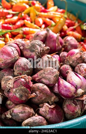 Une collection de piments et une collection d'oignons, des épices qui sont presque toujours dans les cuisines asiatiques. Banque D'Images