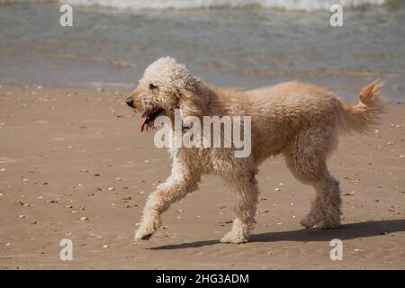 Poodle Dog a couru sur la plage Banque D'Images