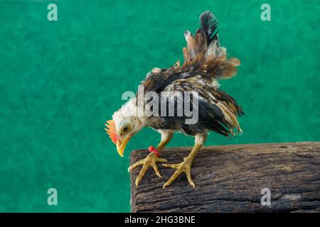 Le serama ou le serama malaisien sont poses sur le bois. Banque D'Images