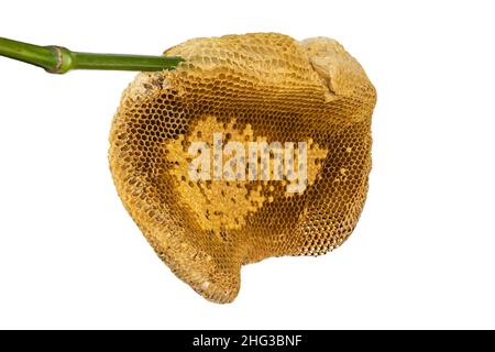Nid d'abeille isolé sur un fond blanc. Banque D'Images