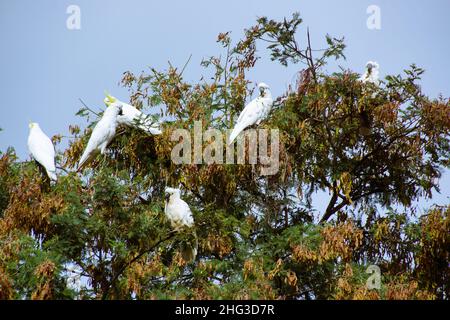 Troupeau de cacatoès à crête de soufre (Cacatua galerita), Tasmanie, Australie Banque D'Images