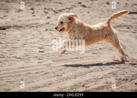 Poodle Dog a couru sur la plage Banque D'Images