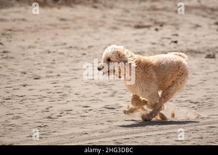 Poodle Dog a couru sur la plage Banque D'Images