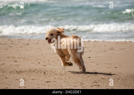 Poodle Dog a couru sur la plage Banque D'Images