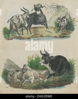 L'illustration vintage du 19th siècle des animaux domestiques.1860 lithographie de couleur des moutons, des chiens, des chèvres et de la vache. Banque D'Images