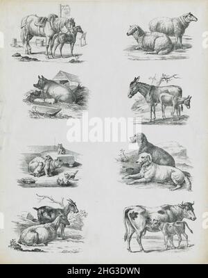 Les dessins vintage du 19th siècle des animaux domestiques.1860 les illustrations du 19th siècle des animaux de compagnie: Cheval avec foal, moutons, cochons, porcelets, ânes,env Banque D'Images