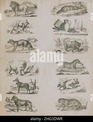 Les illustrations vintage du 19th siècle des animaux sauvages.1860 Banque D'Images