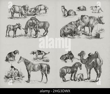 Illustrations d'animaux vintage.1860 les dessins de 19th siècles de cochons, vaches, chevaux, chameau, chiens,moutons, chats, cobaye, ânes Banque D'Images