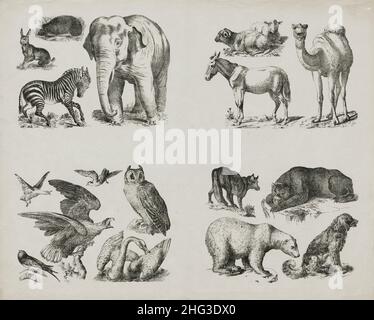 Illustration vintage des animaux sauvages et des oiseaux.Allemagne, 1860 les dessins du 19th siècle de zébra, lièvre, hérisson, éléphant, âne,ram, mouton, chameau, Banque D'Images