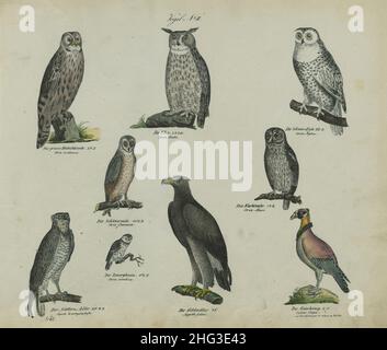 Dessins d'oiseaux vintage.IIAllemagne, 1836 (selon la classification de Linnaeus, 1758) rangée supérieure de gauche à droite : grand hibou des faucons, hibou des aigles, hibou des neiges mi Banque D'Images