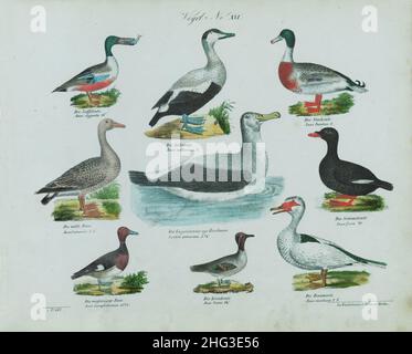 Dessins d'oiseaux de couleur vintage.No XVIAllemagne, 1836 (selon la classification de Linnaeus, 1758) Banque D'Images