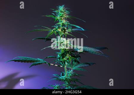 Plante de cannabis dans un contraste dur lumière tendance.Bannière médicale de souche de chanvre de marijuana.Plante de cannabis vert sur fond sombre Banque D'Images