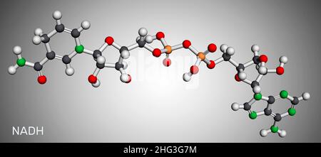 Molécule de nicotinamide adénine dinucléotide (forme réduite, NADH).Il est coenzyme, trouvé dans la nature et est impliqué dans de nombreuses réactions enzymatiques.Mole Banque D'Images