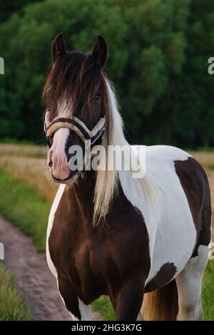 Portrait d'un magnifique cheval Tinker, photographié au coucher du soleil. Banque D'Images