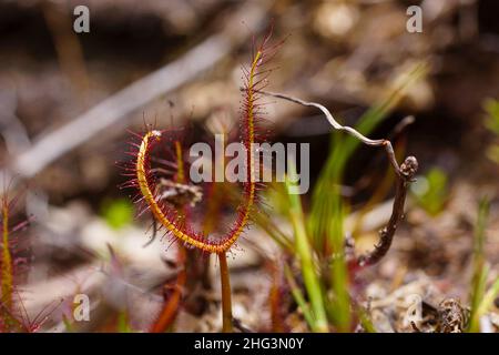 Gibifolié à fourche (Drosera binata), Tasmanie, Australie Banque D'Images
