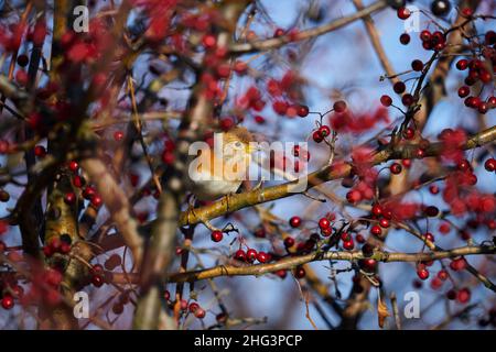 Oiseau de Brambling perché dans un Bush aubépine, se cachant Banque D'Images