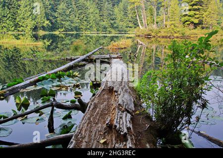 Alice Lake en Colombie-Britannique, Canada, Amérique du Nord Banque D'Images