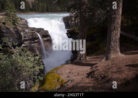 Chutes Athabasca dans le parc national Jasper, Alberta, Canada, Amérique du Nord Banque D'Images