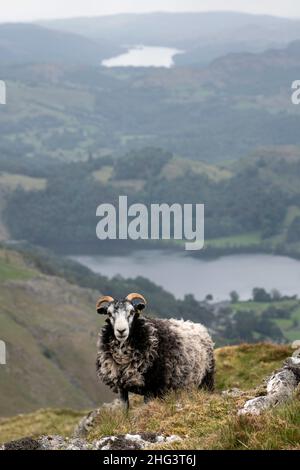 Moutons Swaledale au-dessus de Grasmere dans la région centrale de la chute du district de lac anglais Banque D'Images