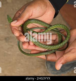 Serpent perroquet dans le village de San Antonio de Caçao à la rivière Amazonas au Pérou Banque D'Images