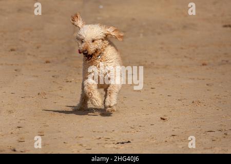 Poodle Dog a couru sur la plage Banque D'Images