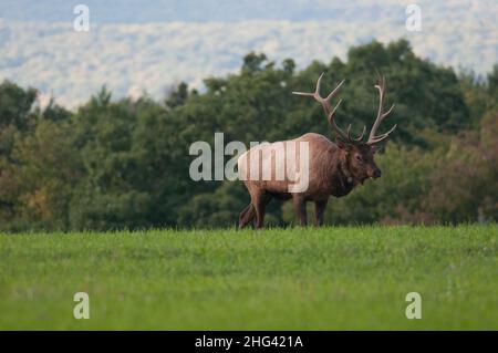 Bull elk se balader sur le terrain en Pennsylvanie Banque D'Images