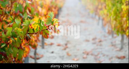 Arrière-plan du vignoble d'automne avec des feuilles multicolores et des rangées de plantes grimpantes dans une perspective douce et focalisée Banque D'Images