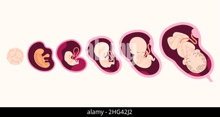 Ensemble d'illustrations vectorielles des moments de développement fœtal. Illustration de Vecteur