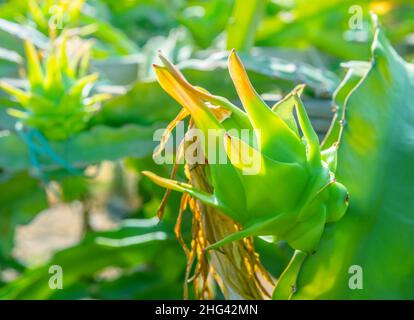 Fruit dragon vert avec fleur séchée poussant sur une plante de cactus.Gros plan sur la plantation de libellules Banque D'Images