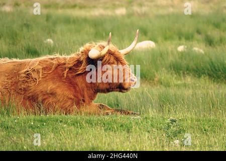 Le portrait de la vache Highland, une race écossaise de bétail rustique Banque D'Images