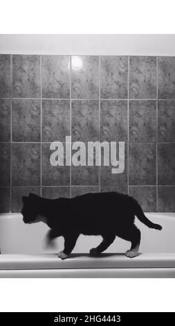 chat noir avec pattes blanches marche le long du bord d'un bain blanc. Banque D'Images