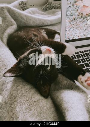 Un beau chat noir avec un cou blanc se trouve à l'arrière d'un lit à côté d'un ordinateur portable et regarde dans l'appareil photo Banque D'Images