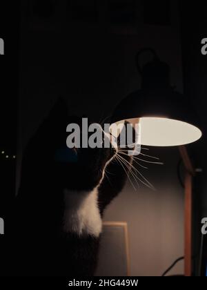 chat noir avec un cou blanc s'assoit sur un bureau et joue avec une lampe de table noire. Banque D'Images