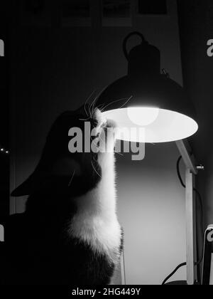 chat noir avec un cou blanc se trouve à un bureau et mord une lampe de table noire Banque D'Images