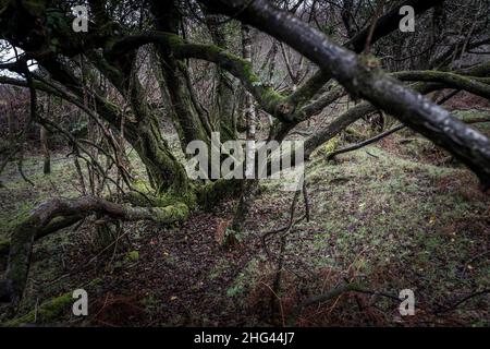 Un petit copse d'arbres tordus à tête de gnarlée sur Goonzion Downs, sur Bodmin Moor, dans les Cornouailles. Banque D'Images