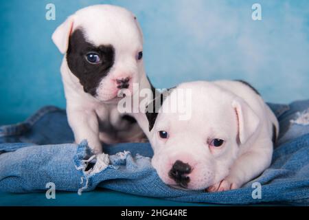 Deux bourreaux américains amusants chiots chocolat blanc manteau de couleur sur fond bleu jeans Banque D'Images